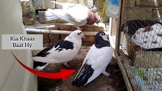 Kia Khaas Baat Hy 🤔 | Kabotar Bazi Video 2025 | Pigeons Vlogs Video | Birds Video 2025