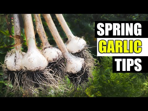 How To Grow Garlic Indoors Anytime Anywhere