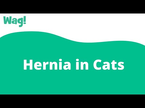 Hernia in Cats | Wag!