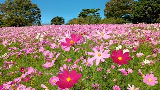 20251017-長崎県 大村市 大俣農園 コスモス 30万本