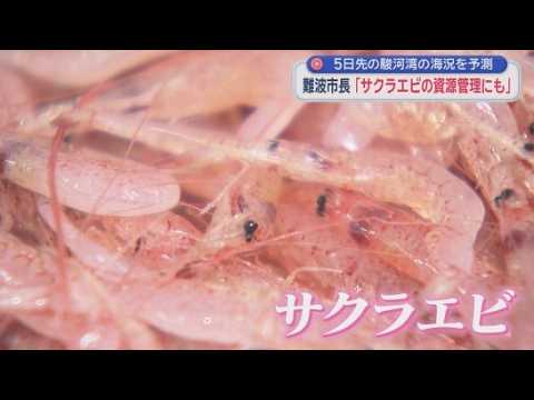 YouTube Video 駿河湾の塩分濃度や水温などのデータをインターネット上で公開する「デジタル駿河湾」　サクラエビの資源管理にも活用