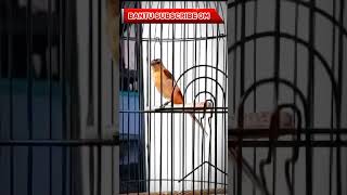 Download lagu MANTENAN HIMALAYA PALING MEWAH TEMBAKAN CILILIN #shortvideo #viral mp3