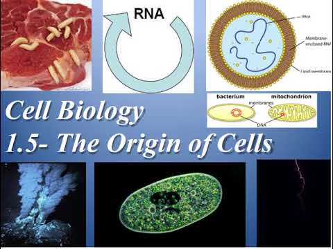 IB DP Biology Topic 1: Cell biology 1.5 The origin of cells