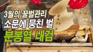 3월의 꿀벌관리, 소문에 뭉친 벌 분봉열 내검.