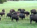 beefalo at grand canyon