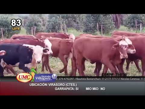 Lote 115 Terneras en Virasoro, Corrientes