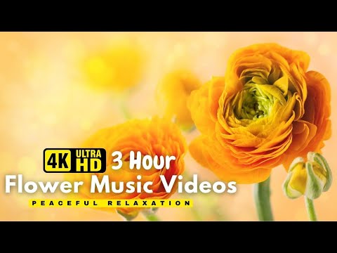 Gentle Blooming of Spring Flowers in 4K - Deep Relaxation to Spring Nature Colors & Sounds