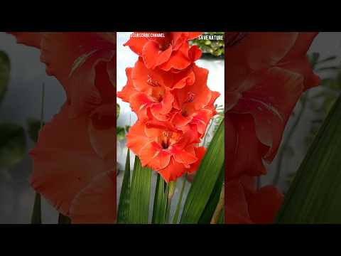 33 amazing Gladiouls flower start bloom in january month video by-Gurjit Singh s.2018
