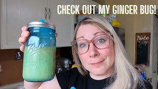 Making a GINGER BUG from homegrown ginger