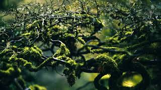 Ep 3  THOUGHT, IDEOLOGY, AND SILENCE A conversation with Professor Michael Freeden