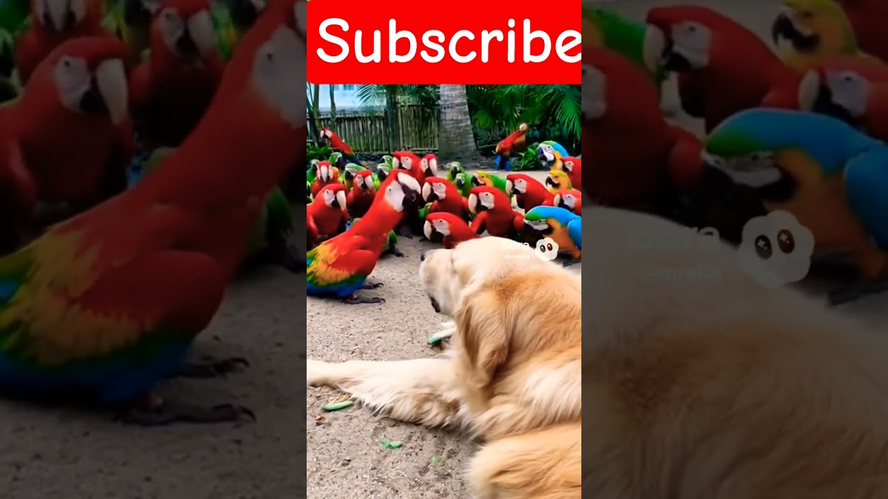 Subscribe♥#parrot #dogs