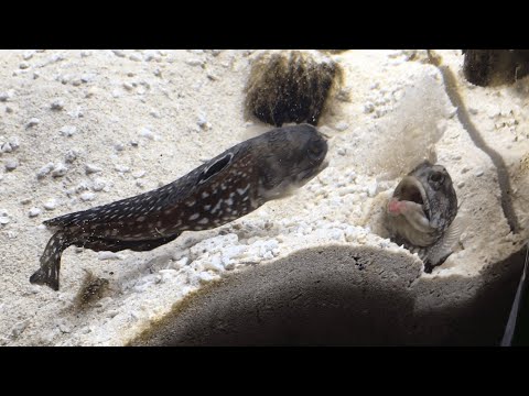Two Fish Fight by Spitting Sand on Each Other LOL