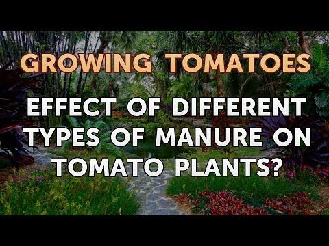 Is Vinegar Good for Tomato Plants