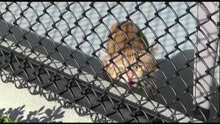 26 cat dumped and rescued