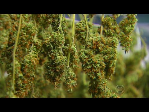 DEA punts on marijuana declassification decision