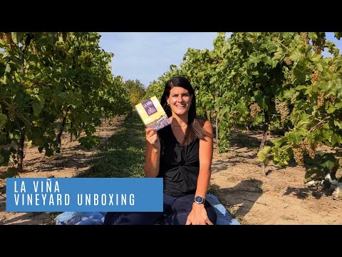 La Viña Board Game Vineyard Unboxing