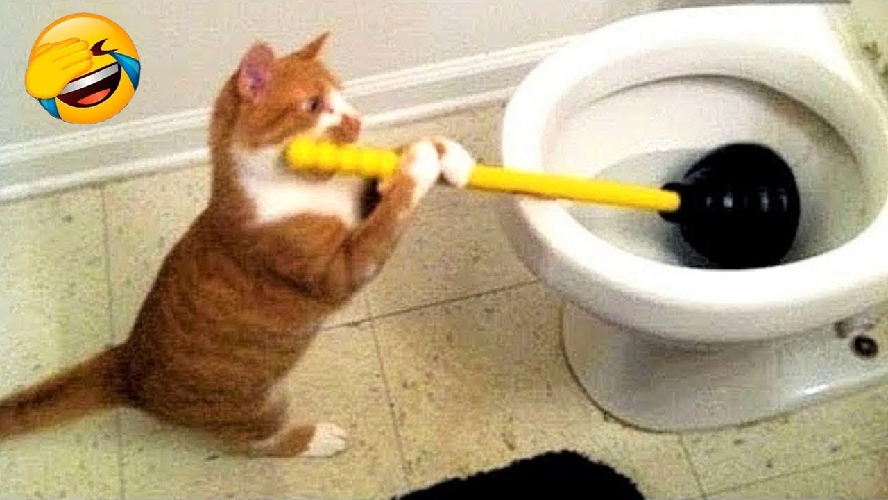 Try Not To Laugh 😅 Best Funny Cats and Dogs Videos 2026 😹🐶 Part 15