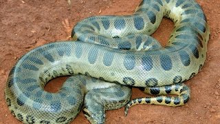 Анаконда — терпеливый охотник