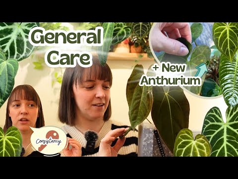 Anthurium Care 101 | Tips, Tricks + How To Keep Them Happy 😁