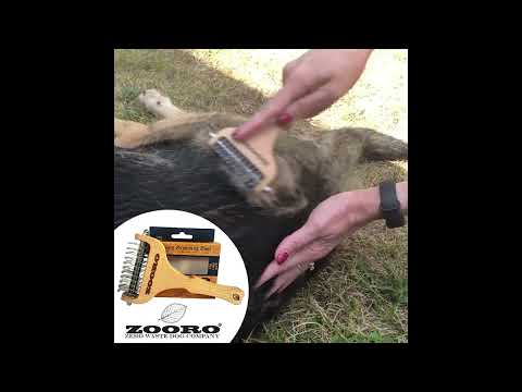 ロングヘアーのコリー