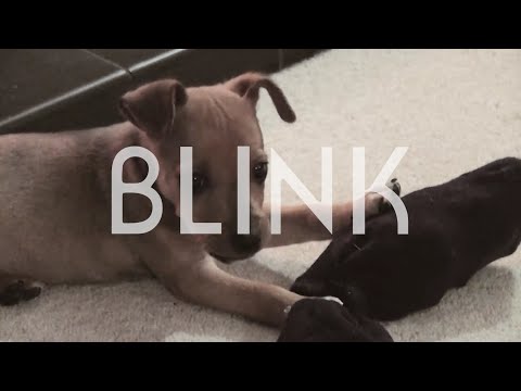 Blink