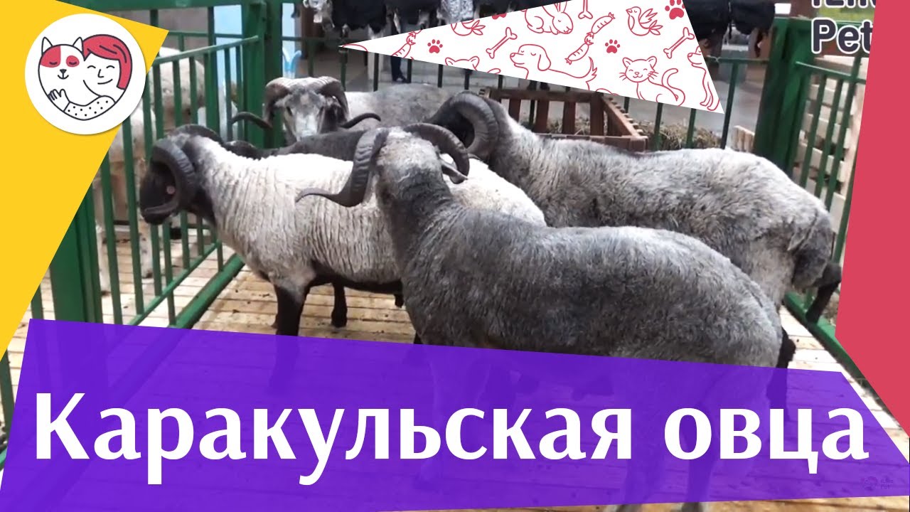 Каракульская овца на ilikepet. Особенности породы, уход
