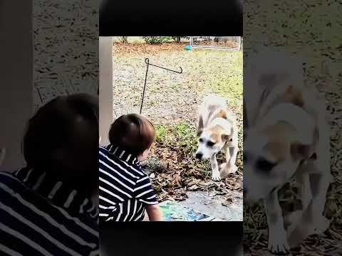 cat vs dog #edit #sigma #cat #dog #ytshorts #shorts #animals #memes #aura