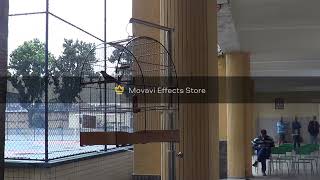 CAMPEONATO DE CURIOS DO LITORAL PAULISTA