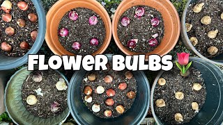 Planting Flower Bulbs in Containers for Spring! 🌷🪻