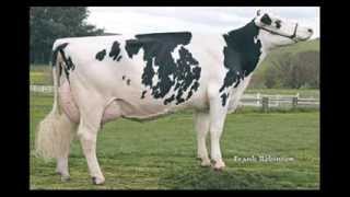 Best Cows in the world!!!  Cow families of our bulls. The kind Dairymen like!
