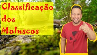 Classificação dos Moluscos - Filo Mollusca - Classes de Moluscos - Invertebrados - Zoologia