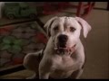 Homeward Bound Chance Swedish