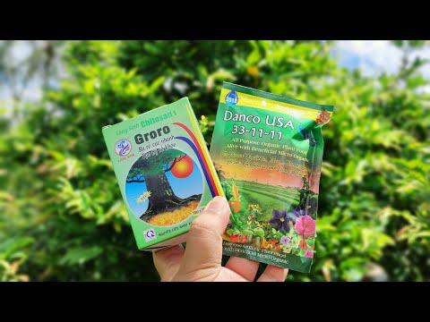 Chăm sóc mai vàng không chơi tết. 0902074660 dưỡng rễ mai vàng, chăm sóc mai vàng tháng 10al