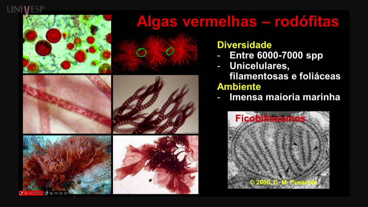 Taxonomia Vegetal - Aula 05 - Algas vermelhas, algas verdes e plantas