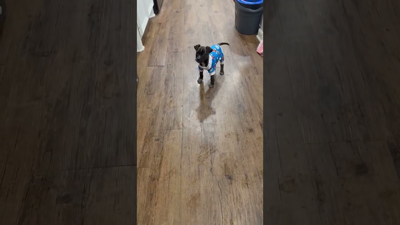 Enlarge Simon, a Adoptable mixed breed in Baltimore, MD video 3/3