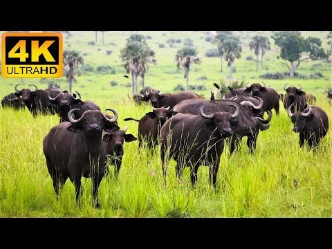 4K African Wildlife: Buffalo - Wild Animals of Africa - Real Sounds of Africa & Relaxing Music