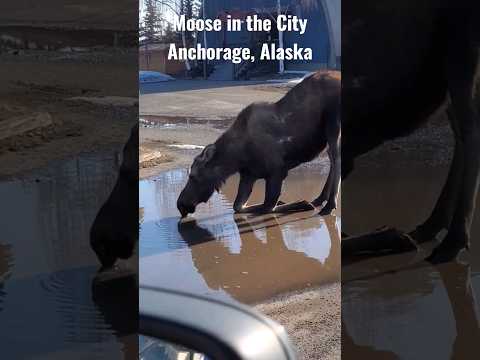 Alce na cidade | Anchorage, Alasca | Primavera