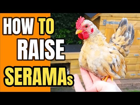 , title : 'The Ultimate Serama Chicken Care Guide: Feeding, Housing, and Health'