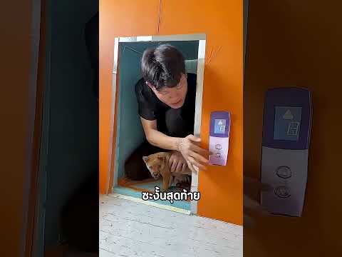 ขนาดหมายังมีลิฟท์ของตัวเอง #shorts #shortvideo