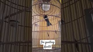 Download lagu srigunting kantil #birds #thebirdsonggroup #burungkicaudialamliar #nature mp3