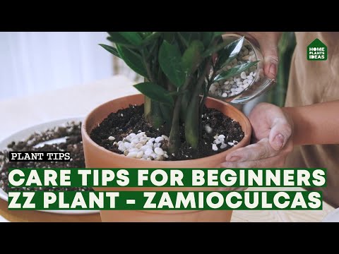 , title : 'The "Unkillable" ZZ Plant Care | Tips To Grow Zamioculcas Zamiifolia'
