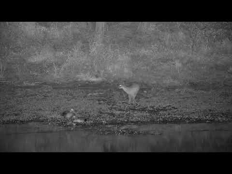 Djuma: Duiker getting a drink while Egyptian Geese are there too - 21:28 - 06/08/21