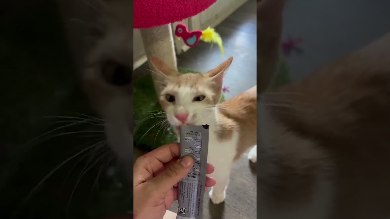 Enlarge Scruffy, a Adoptable Domestic Short Hair in Brattleboro, VT video 5/6
