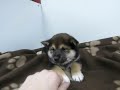 HAIKU Tri Color Shiba Inu