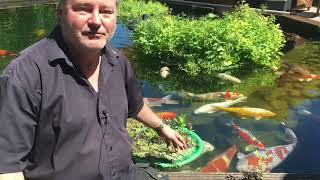 Schwimmende Pflanzinsel richtig bepflanzen - Teichinsel &amp; winterharte Pflanzen für Koiteich