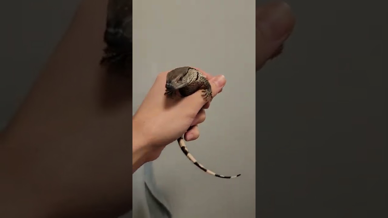 Baby monitor lizard is so cute! I want him! #monitorlizard #lizard #gecko #komodo #reptiles #herping