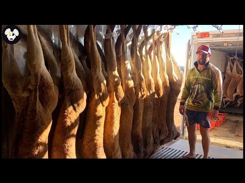 How Australian Farmers Are Trying To Deal With Millions Of Invasive Kangaroos | Farming Documentary