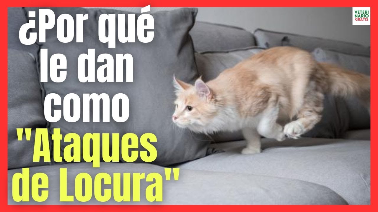 Watch 🚨 ¿POR QUE A MI GATO LE DAN ATAQUES DE LOCURA Y CORRE COMO LOCO POR TODA LA CASA 🚨 Now 🚨 ¿POR QUE A MI GATO LE DAN ATAQUES DE LOCURA Y CORRE COMO LOCO POR TODA LA CASA 🚨