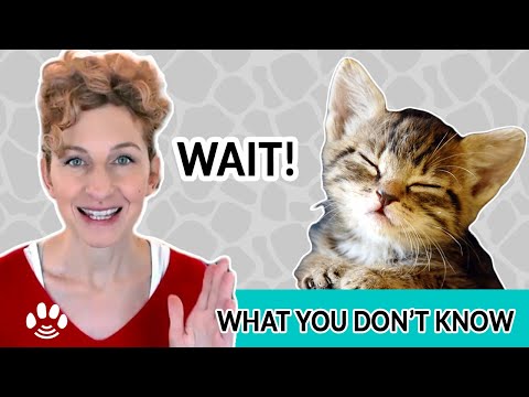 Pet Loss: Four Things to Know Right Now | the Rainbow Bridge & the Animal Afterlife