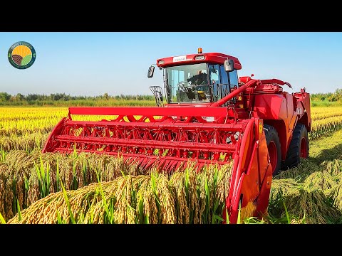 How American Farmers Harvest 9.97 Million Tons of Rice by Machine | Farming Documentary